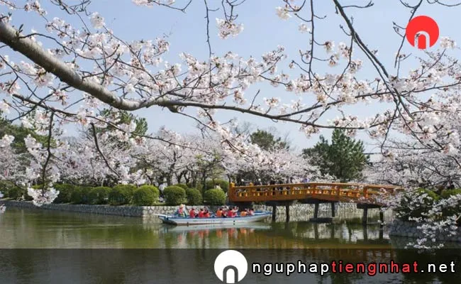 Những địa điểm ngắm hoa anh đào ở mie - 九華公園