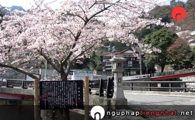 Những địa điểm ngắm hoa anh đào ở mie - 湯の山温泉