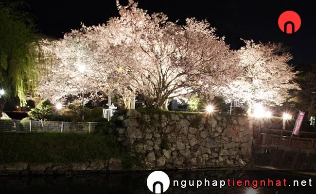 Những địa điểm ngắm hoa anh đào ở mie - 田丸城跡の桜