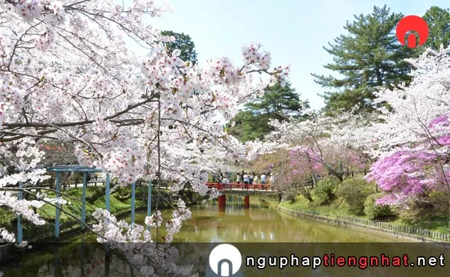Những địa điểm ngắm hoa anh đào ở mie - 津偕楽公園