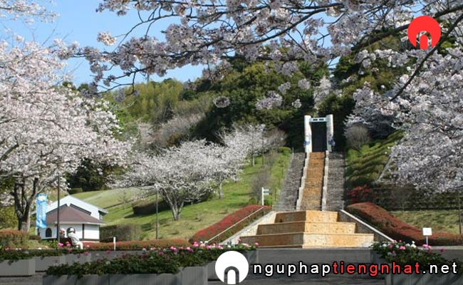 Những địa điểm ngắm hoa anh đào ở miyazaki - 久峰総合公園