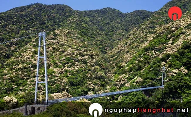 Những địa điểm ngắm hoa anh đào ở miyazaki - 綾の照葉大吊橋