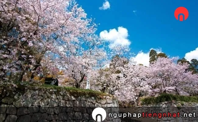 Những địa điểm ngắm hoa anh đào ở miyazaki - 舞鶴公園