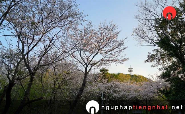 Những địa điểm ngắm hoa anh đào ở miyazaki - 遠見山森林公園