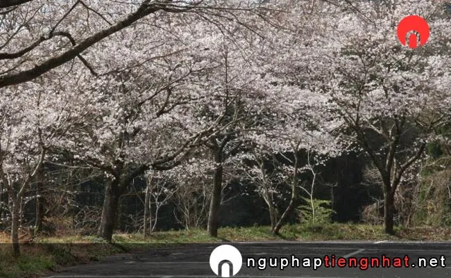 Những địa điểm ngắm hoa anh đào ở miyazaki - 天岩戸の湯