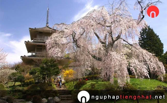 Những địa điểm ngắm hoa anh đào ở miyazaki - 浄専寺のしだれ桜