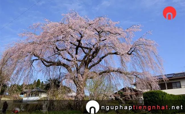 Những địa điểm ngắm hoa anh đào ở miyazaki - 原田家のしだれ桜