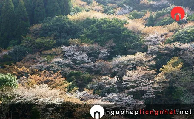 Những địa điểm ngắm hoa anh đào ở miyazaki - 堀切峠