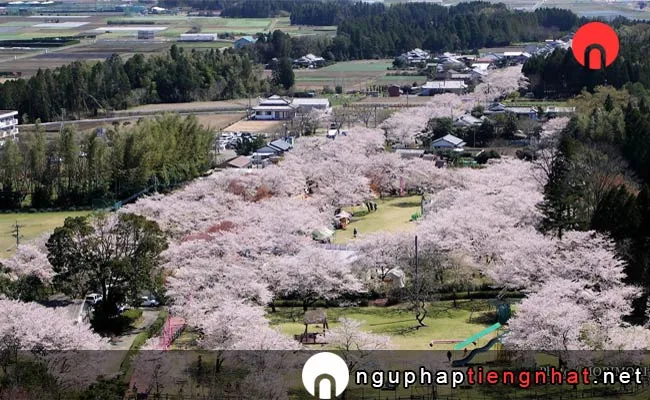 Những địa điểm ngắm hoa anh đào ở miyazaki - 母智丘公園