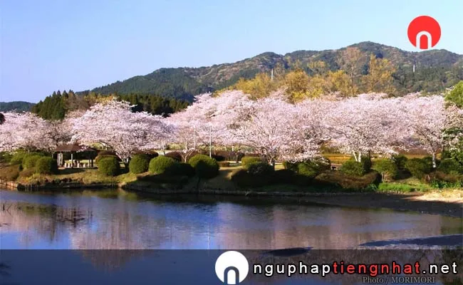 Những địa điểm ngắm hoa anh đào ở miyazaki - 観音池公園