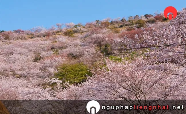 Những địa điểm ngắm hoa anh đào ở miyazaki - 花立公園