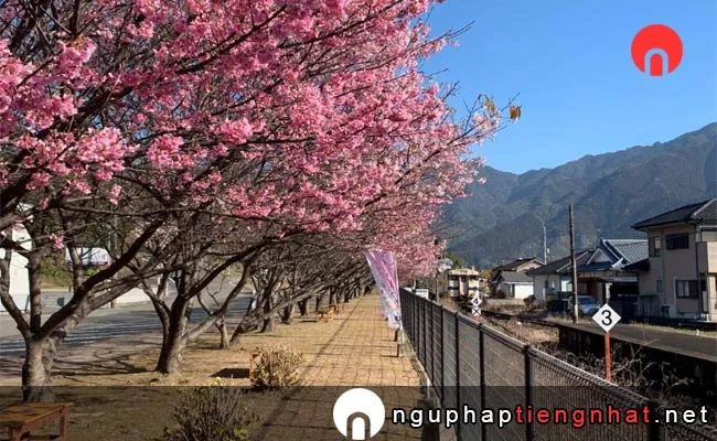 Những địa điểm ngắm hoa anh đào ở miyazaki - JR北郷駅