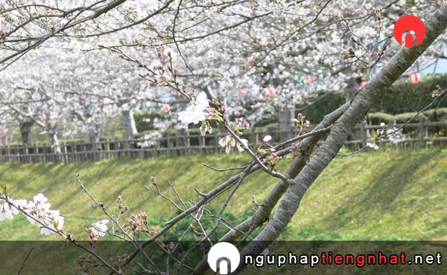 Những địa điểm ngắm hoa anh đào ở miyazaki - 串間市総合運動公園