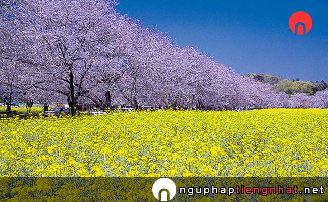 Những địa điểm ngắm hoa anh đào ở miyazaki - 西都原古墳群