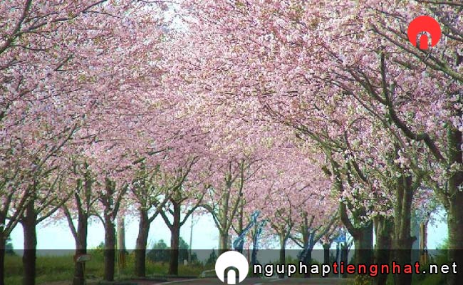 Những địa điểm ngắm hoa anh đào ở miyazaki - 垂水公園