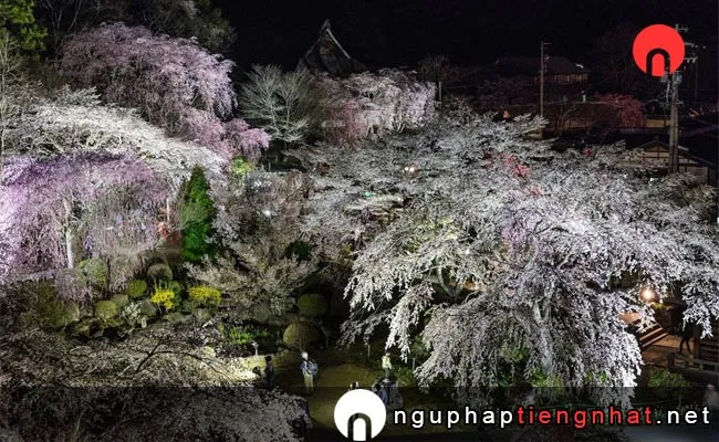 Những địa điểm ngắm hoa anh đào ở nagano - 光前寺のしだれ桜