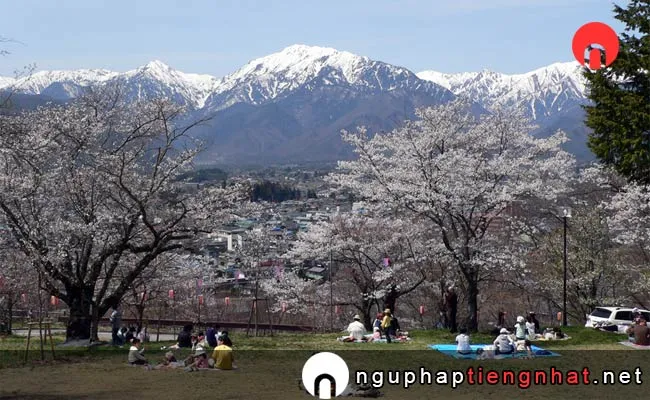 Những địa điểm ngắm hoa anh đào ở nagano - 大町公園