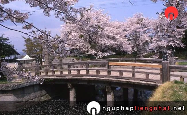 Những địa điểm ngắm hoa anh đào ở nagano - 龍岡城五稜郭