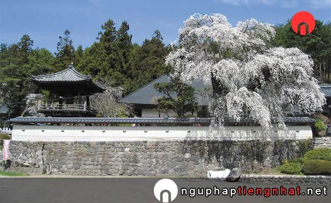 Những địa điểm ngắm hoa anh đào ở nagano - 福王寺