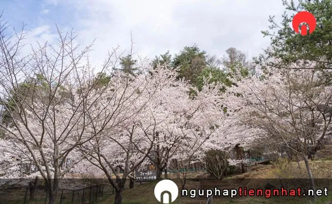 Những địa điểm ngắm hoa anh đào ở nagano - 平尾山公園