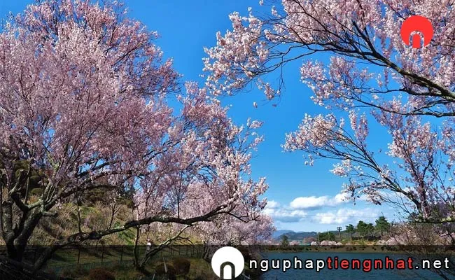 Những địa điểm ngắm hoa anh đào ở nagano - 荒神山公園