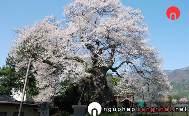 Những địa điểm ngắm hoa anh đào ở nagano - 中曽根のエドヒガン