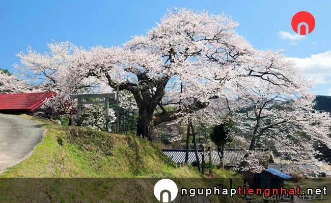 Những địa điểm ngắm hoa anh đào ở nagano - 愛宕様の小彼岸桜