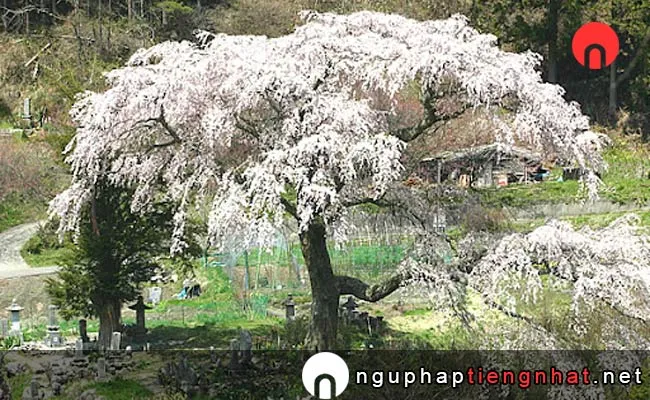 Những địa điểm ngắm hoa anh đào ở nagano - 黒船桜