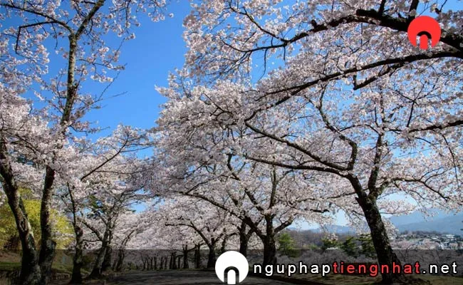 Những địa điểm ngắm hoa anh đào ở nagano - 松本市城山公園