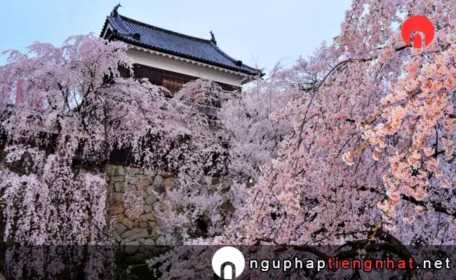 Những địa điểm ngắm hoa anh đào ở nagano - 上田城跡公園