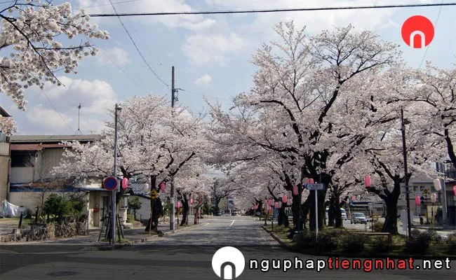 Những địa điểm ngắm hoa anh đào ở nagano - 飯田市大宮通り桜並木