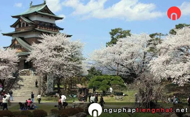 Những địa điểm ngắm hoa anh đào ở nagano - 高島公園