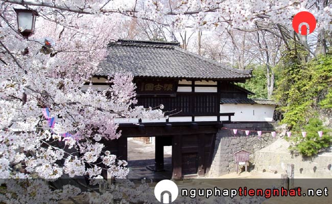 Những địa điểm ngắm hoa anh đào ở nagano - 小諸城址 懐古園