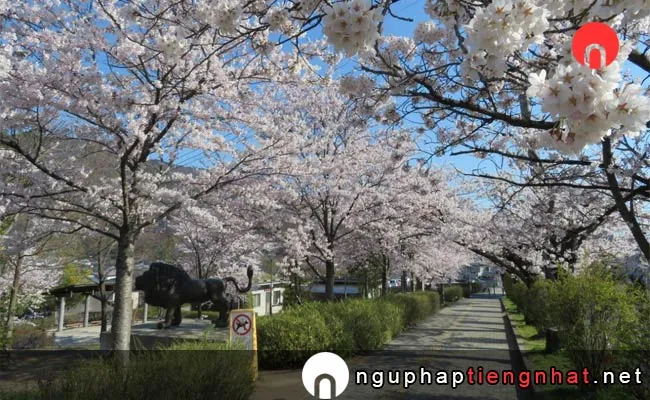 Những địa điểm ngắm hoa anh đào ở nagano - 長野市城山公園