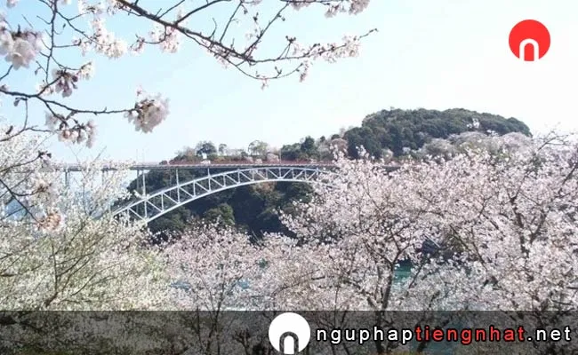 Những địa điểm ngắm hoa anh đào ở nagasaki - 西海橋公園