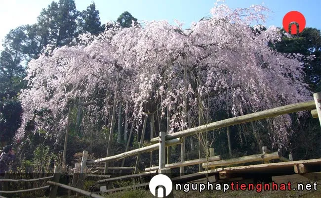 Những địa điểm ngắm hoa anh đào ở nagasaki - 田ノ頭郷のしだれ桜