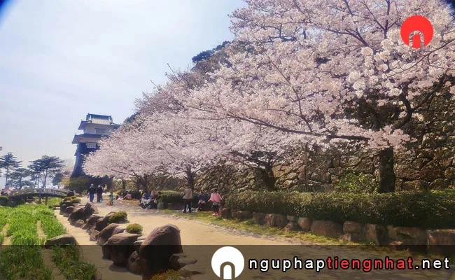 Những địa điểm ngắm hoa anh đào ở nagasaki - 横手公園