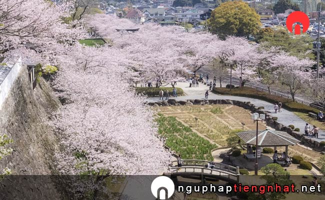 Những địa điểm ngắm hoa anh đào ở nagasaki - 大村公園(大村神社)の桜