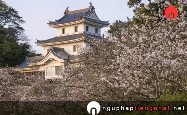Những địa điểm ngắm hoa anh đào ở nagasaki - 亀岡公園