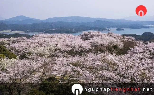 Những địa điểm ngắm hoa anh đào ở nagasaki - 大山公園