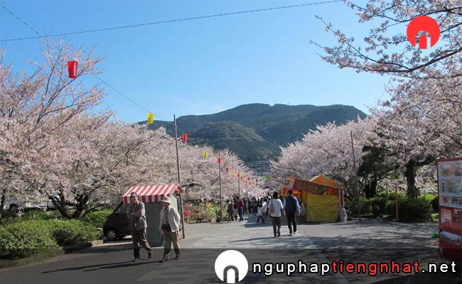 Những địa điểm ngắm hoa anh đào ở nagasaki - 橘公園