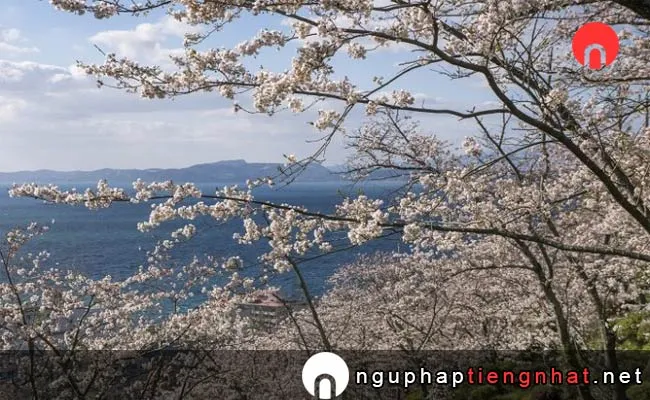 Những địa điểm ngắm hoa anh đào ở nagasaki - とけん山公園