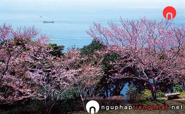 Những địa điểm ngắm hoa anh đào ở nagasaki - 権現山展望公園