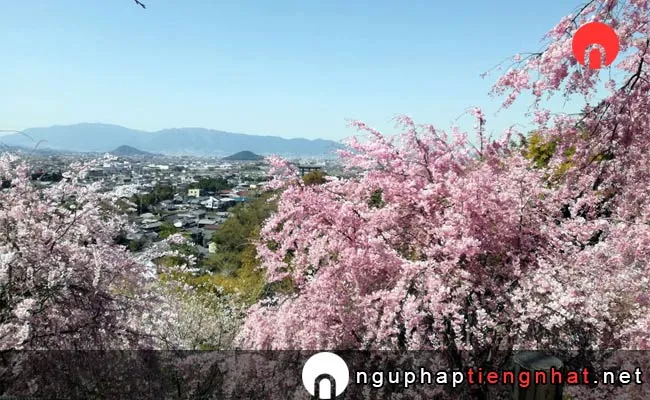 Những địa điểm ngắm hoa anh đào ở nara - 大神神社
