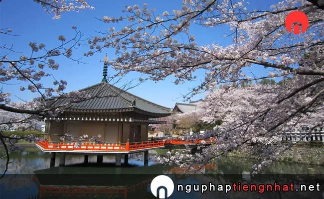 Những địa điểm ngắm hoa anh đào ở nara - 安倍文殊院