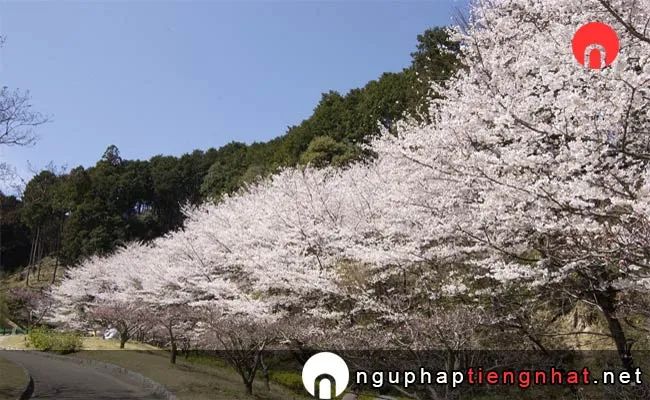 Những địa điểm ngắm hoa anh đào ở nara - 葛城山麓公園