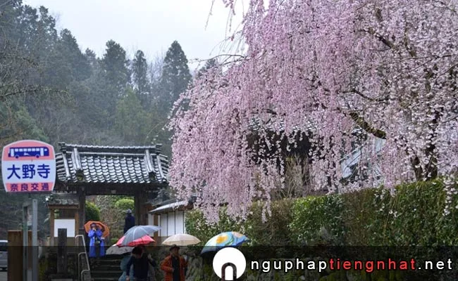 Những địa điểm ngắm hoa anh đào ở nara - 大野寺の桜