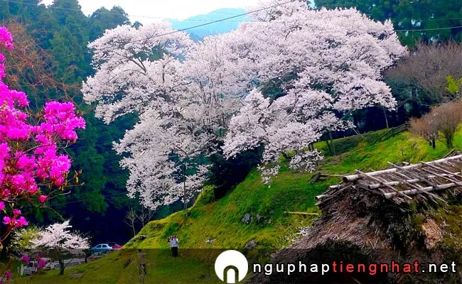 Những địa điểm ngắm hoa anh đào ở nara - 佛隆寺千年桜(佛隆寺の古桜)