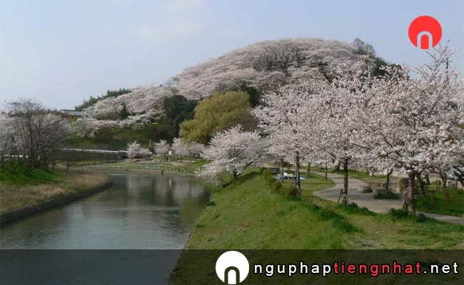 Những địa điểm ngắm hoa anh đào ở nara - 桜・菜の花ロード