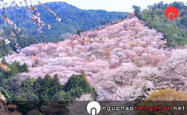 Những địa điểm ngắm hoa anh đào ở nara - 吉野山(中千本)の桜